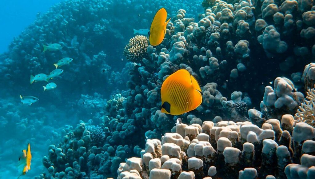 Bunte Fische an Korallenriff