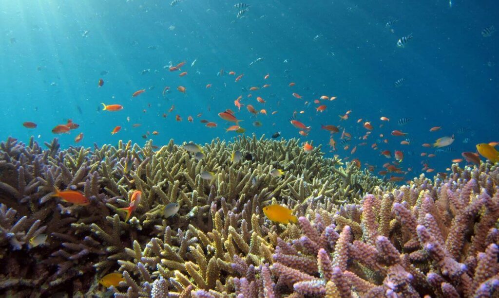 Korallen und Bunte Fische im Meer