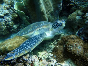 Schnorchelgebiete Philippinen_Schildkröte Philippinen