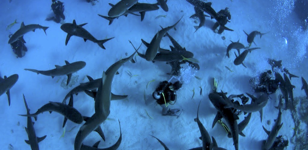 Haifischtauchen Bahamas