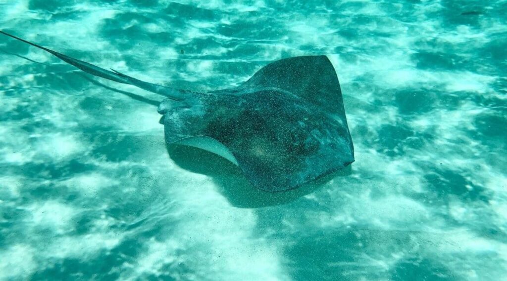 Bahamas Rochen Schnorchelspot