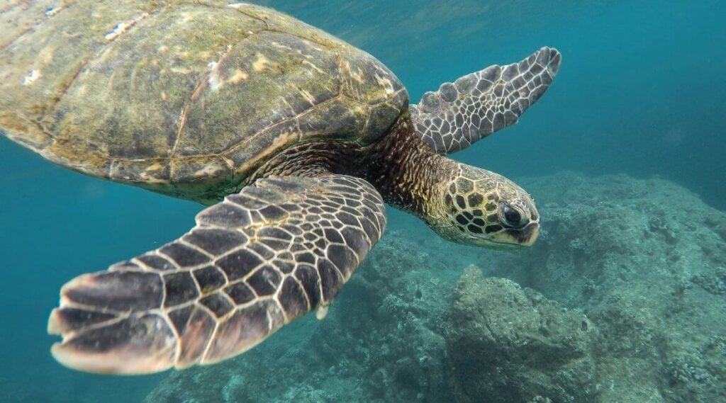 Galapagos Unterwasserwelt