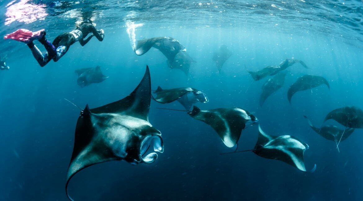 Schnorchler mit Mantarochen