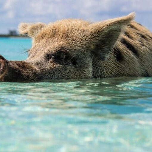 Schwimmende Schweine Bahamas