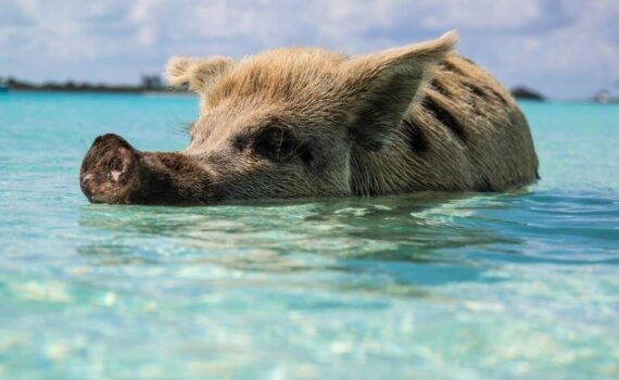 Schwimmende Schweine Bahamas