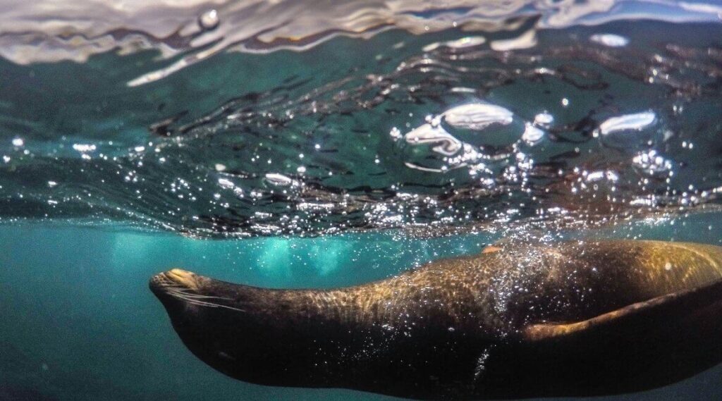 Tauchen Galapagos